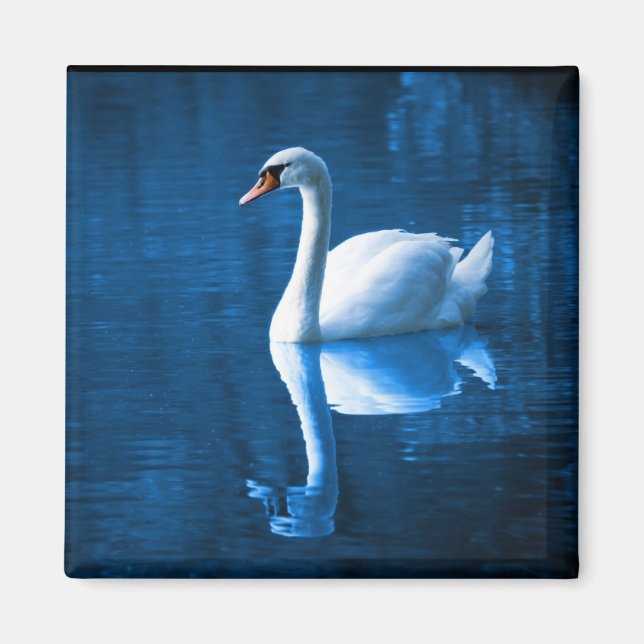 Pretty white swan floating on a blue lake magnet (Front)