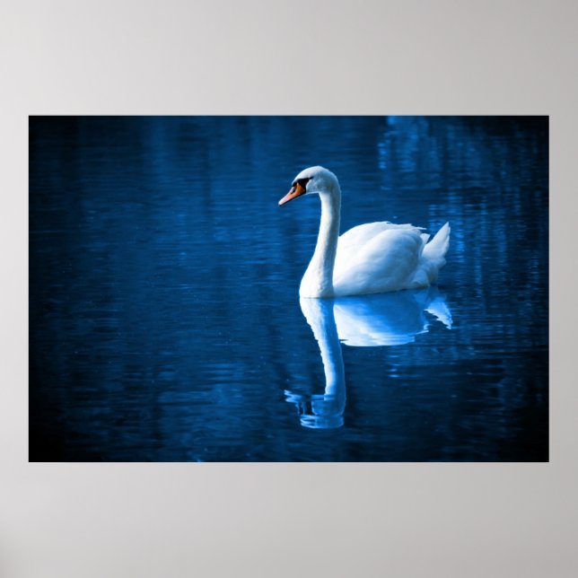Pretty white swan floating on a blue lake poster (Front)