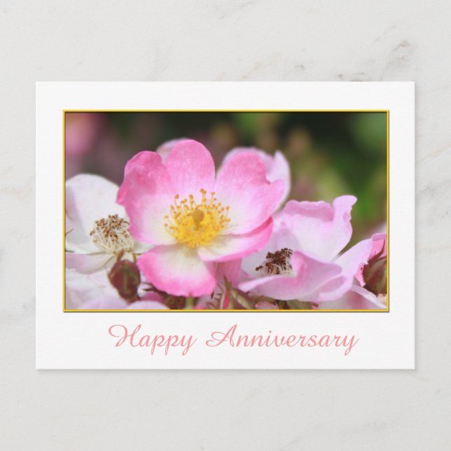 pretty wild pink rose flower happy anniversary postcard (Front)