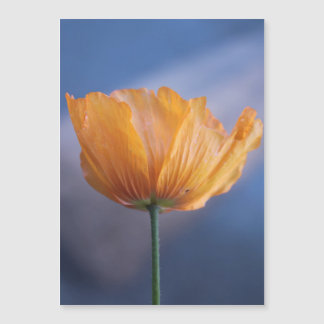 pretty wild yellow poppy flower in blue.