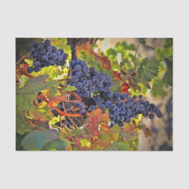 Pretty Wine Grape Vineyard Tissue Paper (Front)