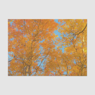 Pretty Yellow Aspen Trees Photo Tissue Paper