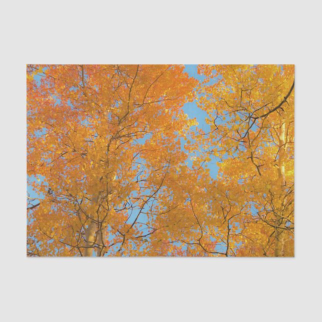 Pretty Yellow Aspen Trees Photo Tissue Paper (Front)