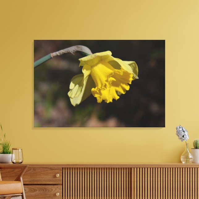 Pretty Yellow Daffodil Flower 36.00" x 24.00" Canvas Print (Insitu(LivingRoom))