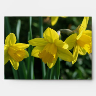 Pretty yellow daffodil flowers envelopes