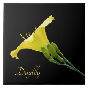 Pretty yellow daylily on black tile