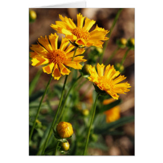 Pretty Yellow Flowers