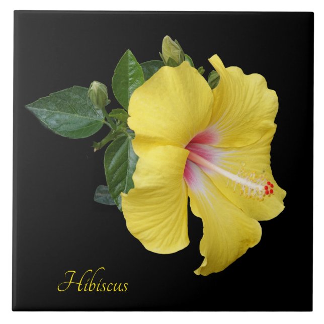 Pretty yellow hibiscus on black tile (Front)