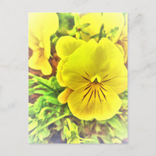 Pretty Yellow Pansies Pansy Flowers Sunny Garden Postcard