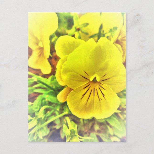 Pretty Yellow Pansies Pansy Flowers Sunny Garden Postcard (Front)