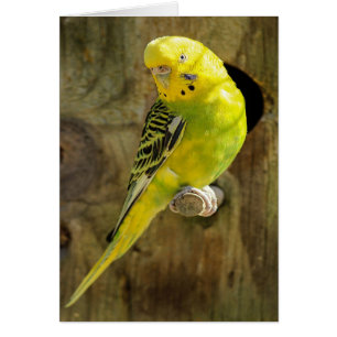 Pretty Yellow Parakeet