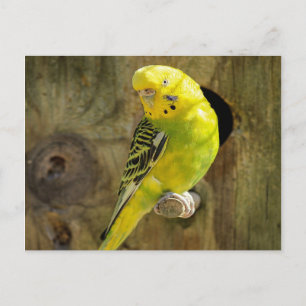 Pretty Yellow Parakeet Postcard