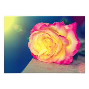 Pretty Yellow Pink Rose In Bloom Photo Print