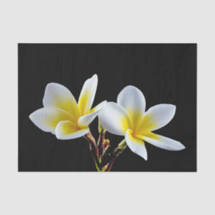 Pretty Yellow Plumeria Floral Photo Tissue Paper
