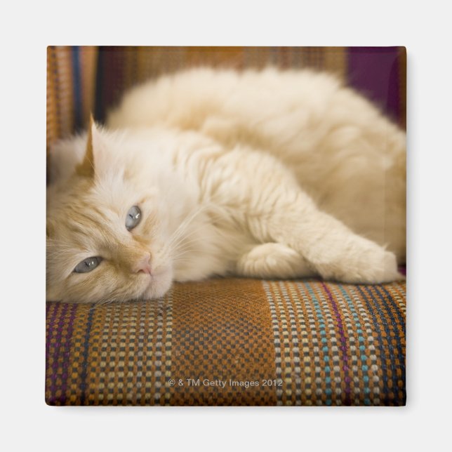 Pretty yellow tabi cat laying on couch. magnet (Front)