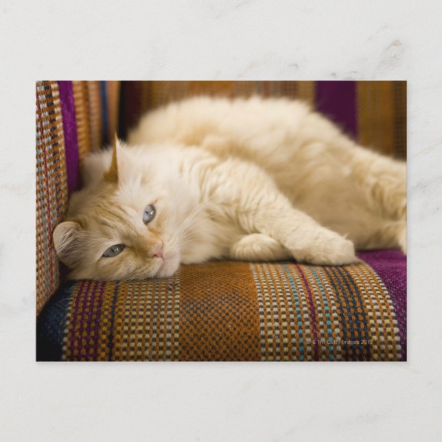 Pretty yellow tabi cat laying on couch. postcard (Front)