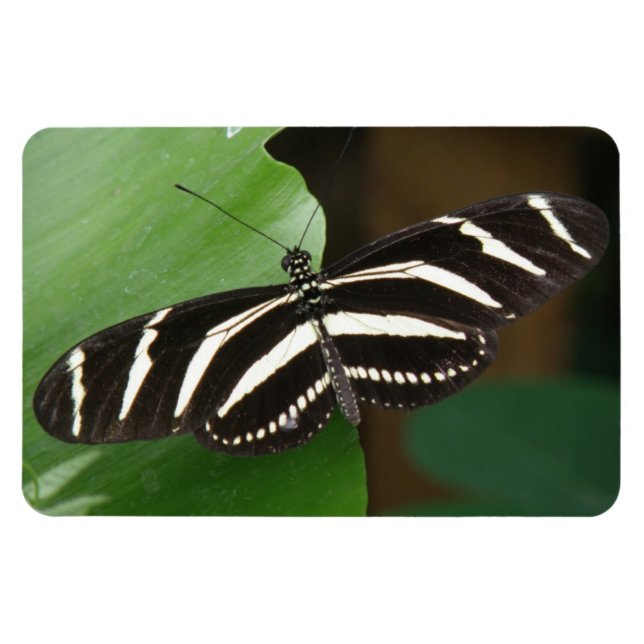 Pretty Zebra Longwing Butterfly Flexi Magnet (Horizontal)
