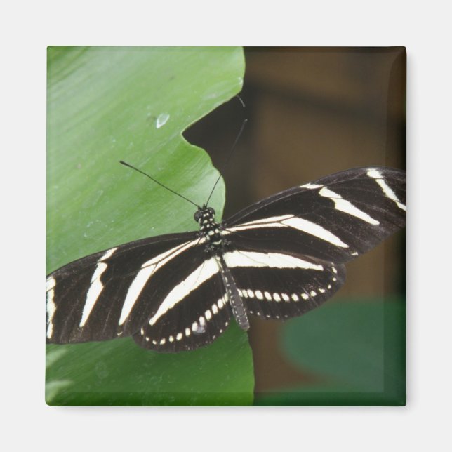 Pretty Zebra Longwing Butterfly Magnet (Front)