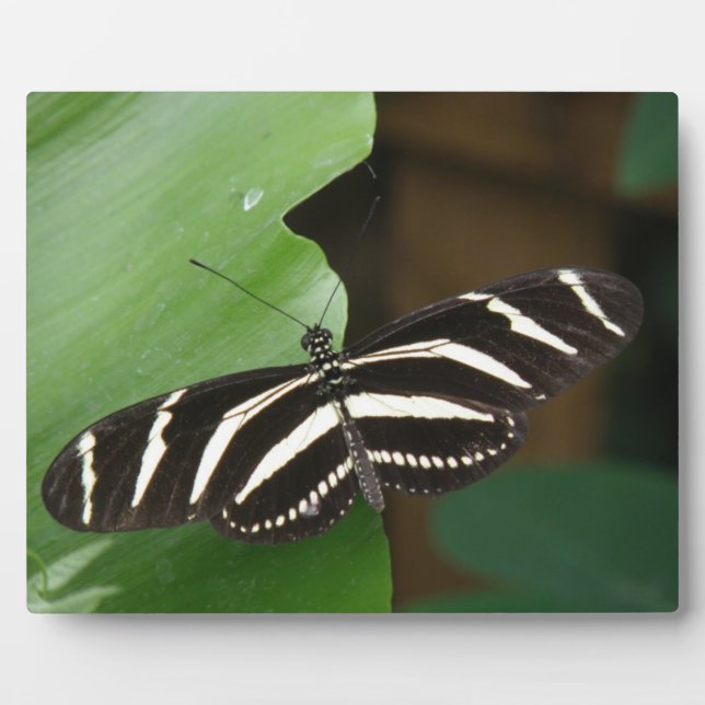 Pretty Zebra Longwing Butterfly Plaque (Front)