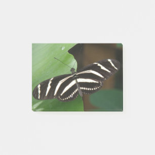 Pretty Zebra Longwing Butterfly Post it notes