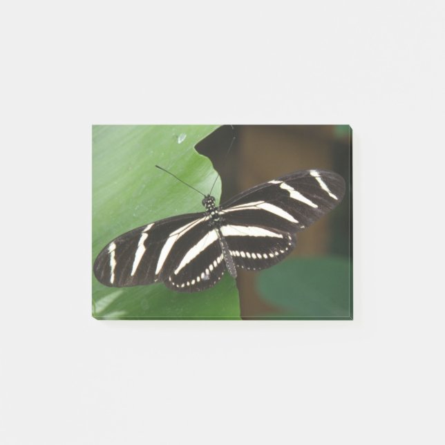 Pretty Zebra Longwing Butterfly Post it notes (Front)
