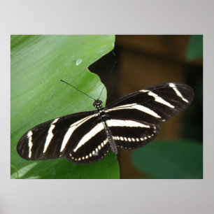 Pretty Zebra Longwing Butterfly Print