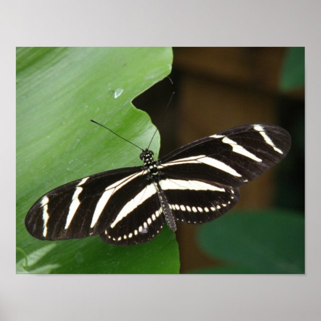 Pretty Zebra Longwing Butterfly Print (Front)