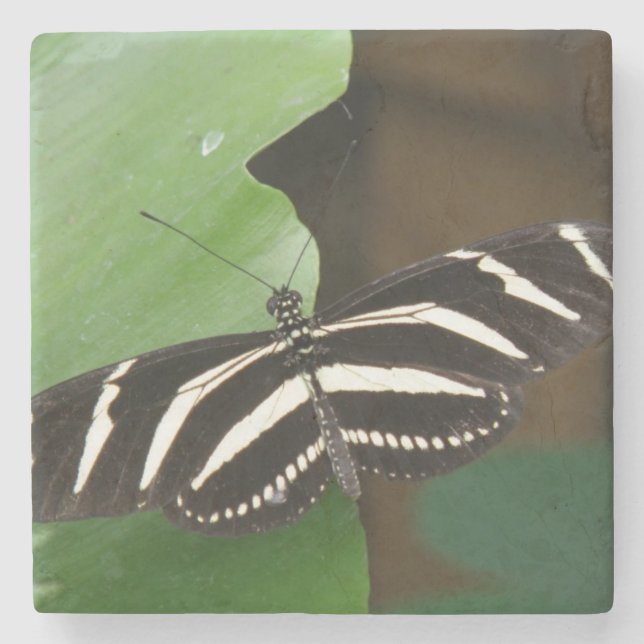 Pretty Zebra Longwing Butterfly Stone Coaster (Front)