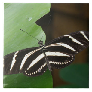 Pretty Zebra Longwing Butterfly Tile