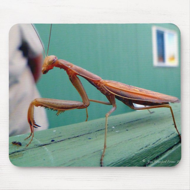 Preying Mantis & ant Mouse Mat (Front)
