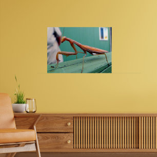 Preying Mantis & ant Poster