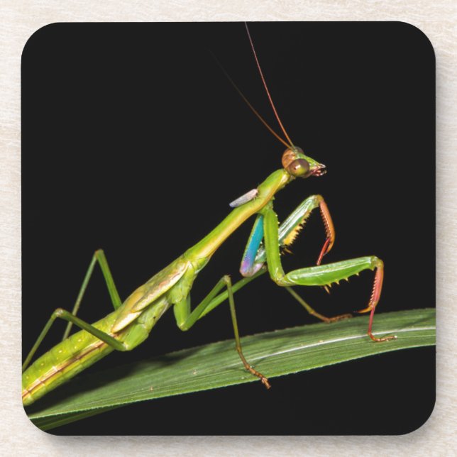 Preying mantis, Odzala, Kokoua National Park Coaster (Front)