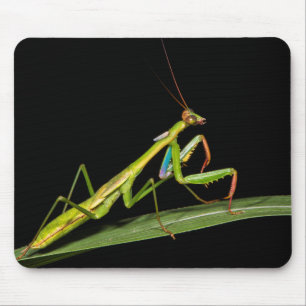 Preying mantis, Odzala, Kokoua National Park Mouse Mat