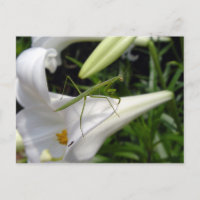 Preying mantis on flower 