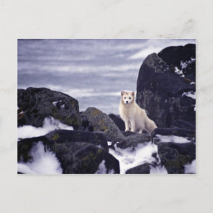 Pribilof Island Oil Spill, M/V Citrus 1996 Arctic Postcard