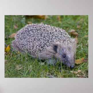 Prickles Print