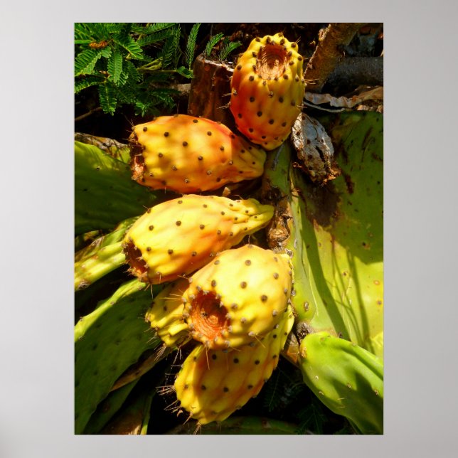 Prickley Pear Cacti Fruit Poster (Front)