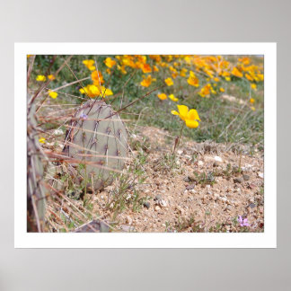 Prickley Pear Cactus & Poppy Poster