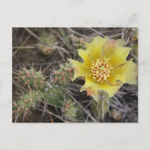Prickley Pear Postcard