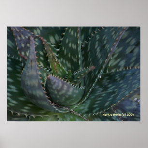 Prickly Aloe Vera Poster