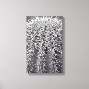 Prickly Cactus Sonoran Desert B&W Photo Art Prints