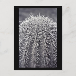 Prickly Cactus Sonoran Desert B&W Photo Postcards