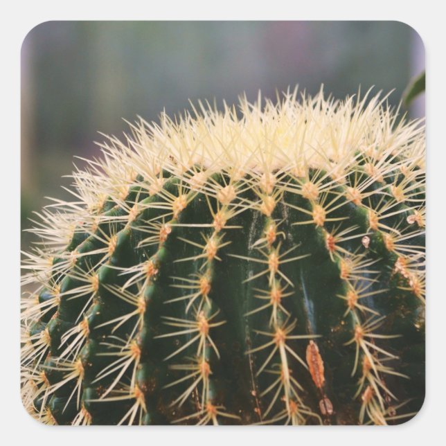 Prickly Cactus Sticker (Front)