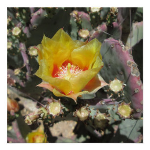 Prickly Pear Black Spined Poster