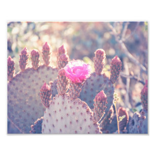 Prickly Pear Blossom   Photo Print