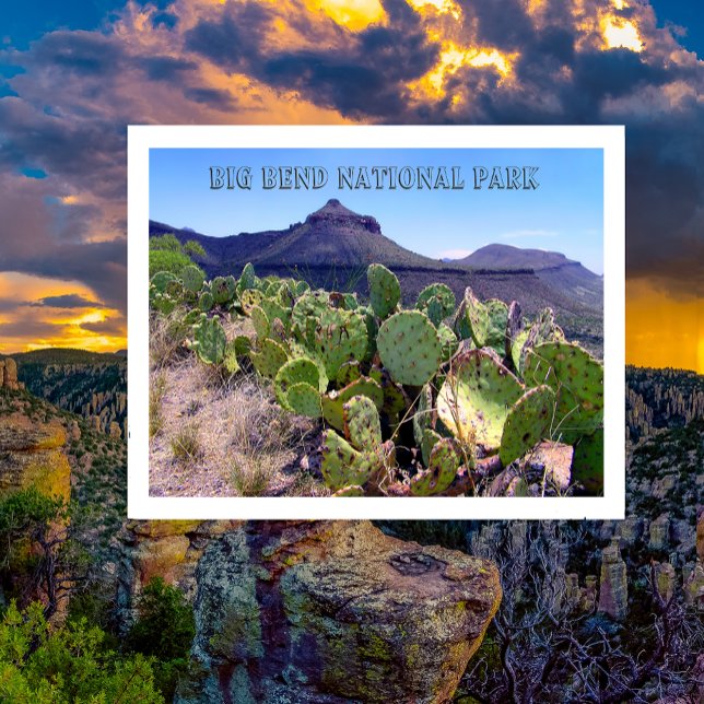 Prickly Pear Cactus Big Bend National Park (Creator Uploaded)