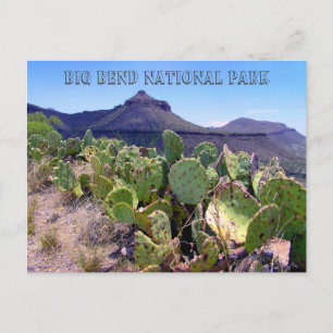 Prickly Pear Cactus Big Bend Postcard