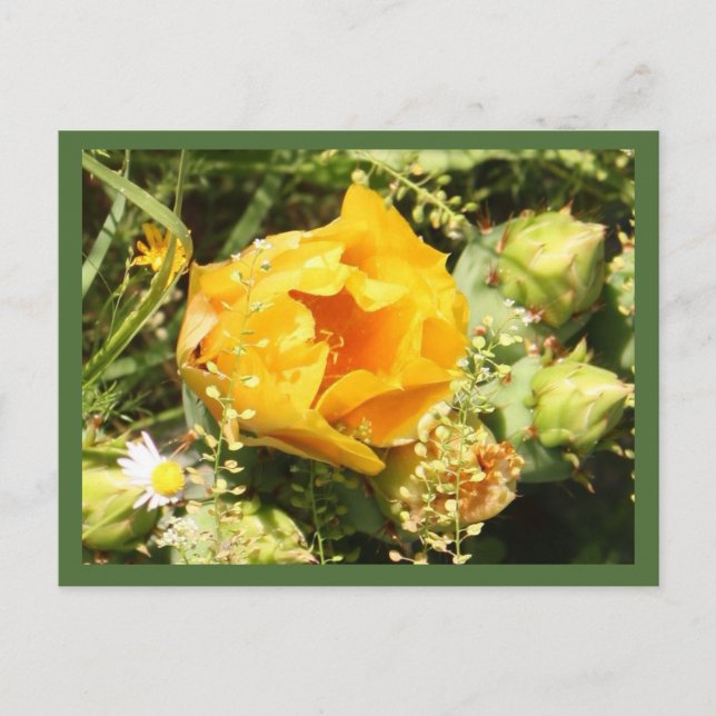 Prickly Pear Cactus Bloom Postcard (Front)