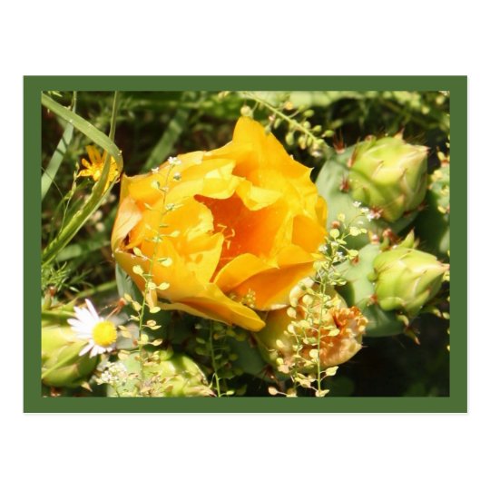 Prickly Pear Cactus Bloom Postcard