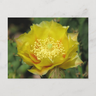 Prickly Pear Cactus Blooms Postcard